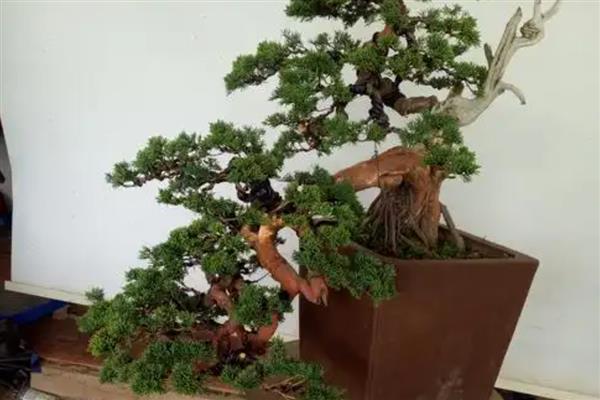 崖柏盆景的栽培方法，栽种前将多余的根系剪除掉