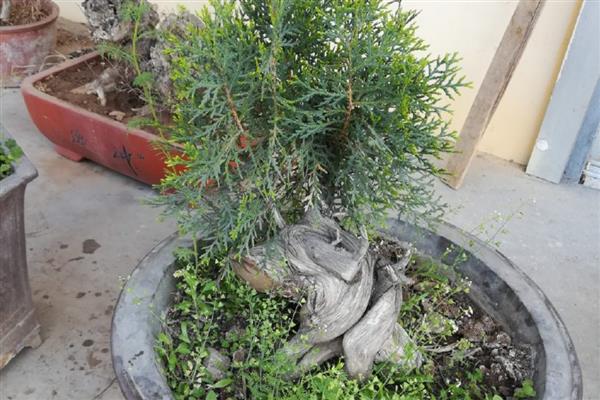 崖柏盆景的栽培方法，栽种前将多余的根系剪除掉