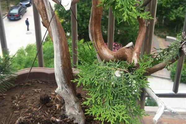 崖柏盆景的栽培方法，栽种前将多余的根系剪除掉