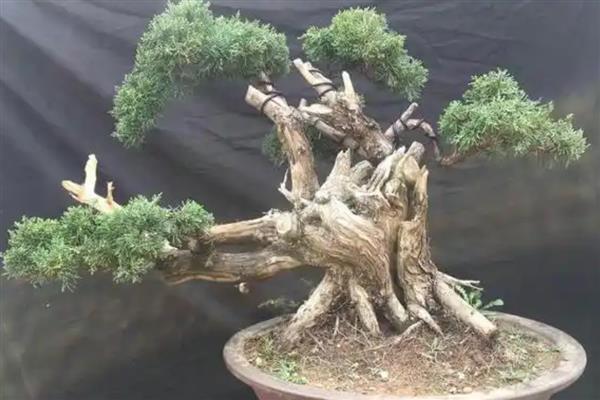 崖柏盆景的栽培方法，栽种前将多余的根系剪除掉