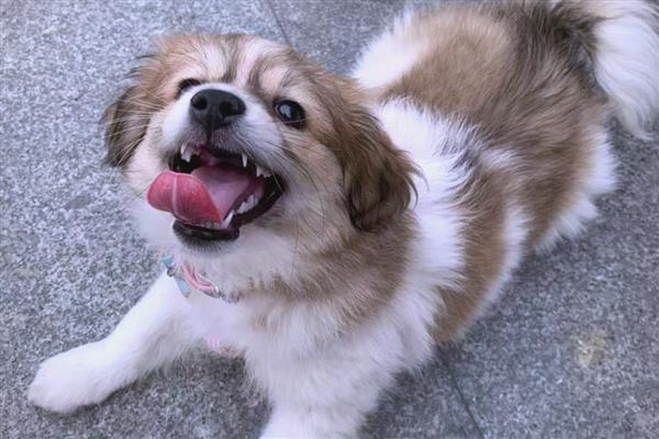 狗狗后脚无力的原因，可能是关节有问题或身体缺钙
