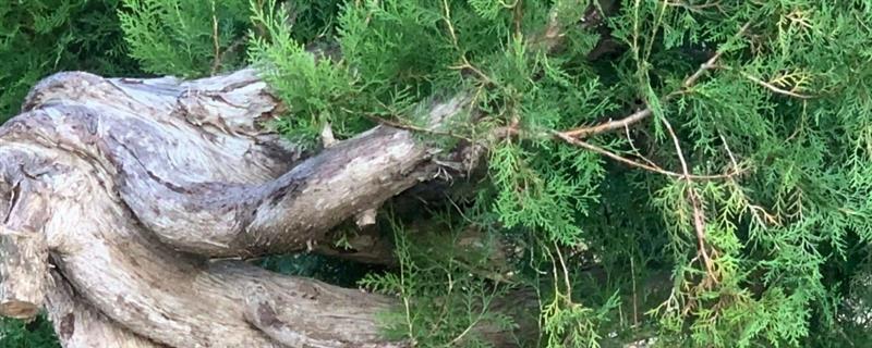 崖柏盆景的栽培方法,栽种前将多余的根系剪除掉