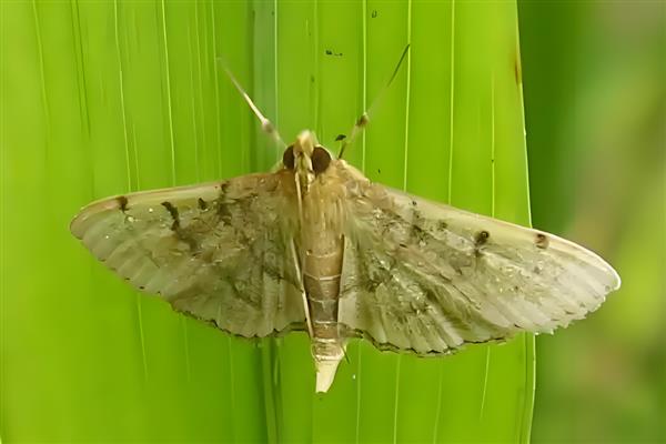 水稻稻水螟的为害特点，吐丝会把叶片卷曲成筒状