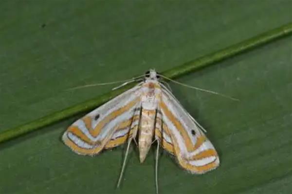 水稻稻水螟的为害特点，吐丝会把叶片卷曲成筒状