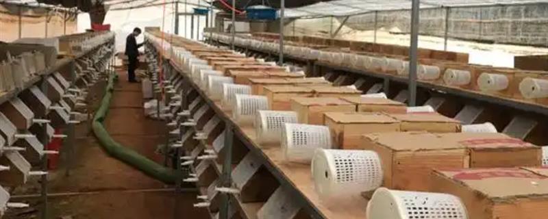 胡蜂怎么选择养殖场地，要尽量远离人口密集的地区