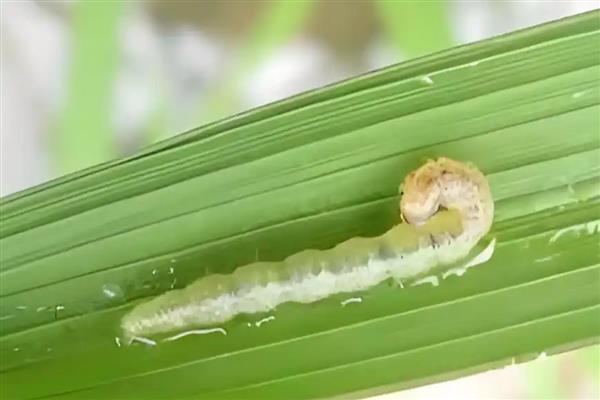 水稻稻水螟的为害特点，吐丝会把叶片卷曲成筒状