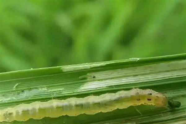 水稻稻水螟的为害特点，吐丝会把叶片卷曲成筒状