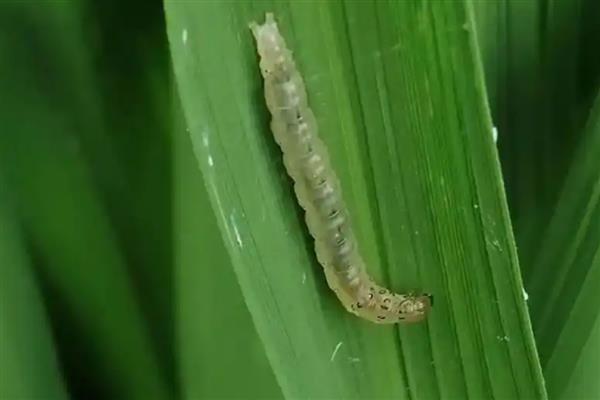 水稻稻水螟的为害特点，吐丝会把叶片卷曲成筒状