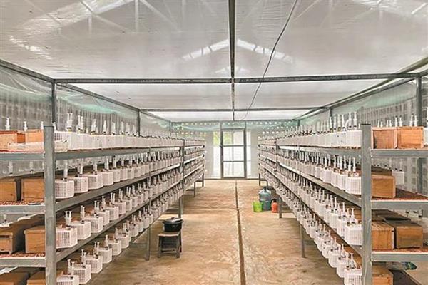胡蜂怎么选择养殖场地，要尽量远离人口密集的地区
