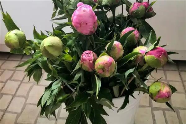 牡丹鲜切花的醒花方法，将花枝浸泡4小时以上可吸足水分