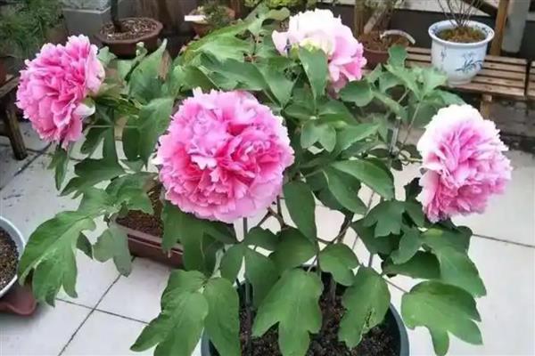 牡丹鲜切花的醒花方法，将花枝浸泡4小时以上可吸足水分