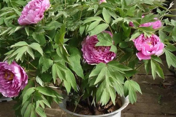 牡丹鲜切花的醒花方法，将花枝浸泡4小时以上可吸足水分