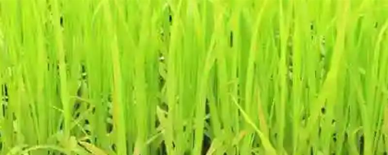 水稻育苗怎么确定播种量，要从季节、秧龄、播种方式等方面去考虑