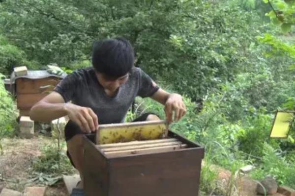 中华蜜蜂怎么养殖，温度较高时要在蜂箱四周洒水降温