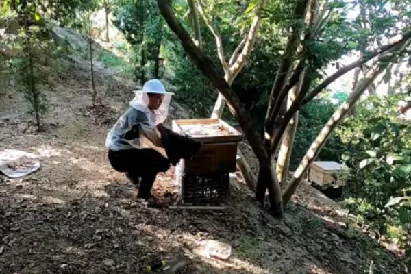 中华蜜蜂怎么养殖，温度较高时要在蜂箱四周洒水降温