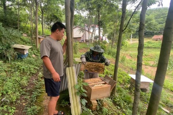 中华蜜蜂怎么养殖，温度较高时要在蜂箱四周洒水降温