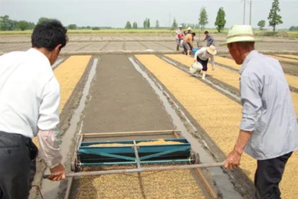 水稻育苗怎么确定播种量，要从季节、秧龄、播种方式等方面去考虑