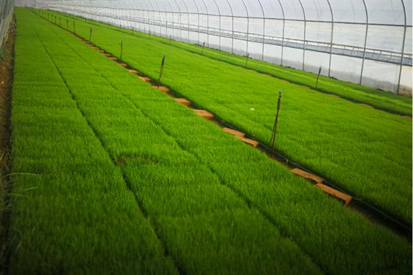 水稻育苗怎么确定播种量，要从季节、秧龄、播种方式等方面去考虑