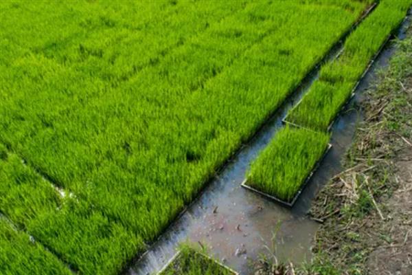水稻育苗怎么确定播种量，要从季节、秧龄、播种方式等方面去考虑