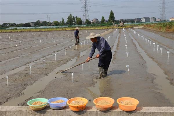 水稻育苗怎么确定播种量，要从季节、秧龄、播种方式等方面去考虑