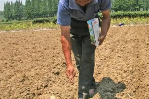 水稻育苗怎么确定播种量，要从季节、秧龄、播种方式等方面去考虑