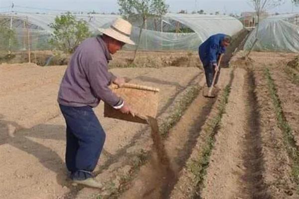水稻育苗怎么确定播种量，要从季节、秧龄、播种方式等方面去考虑
