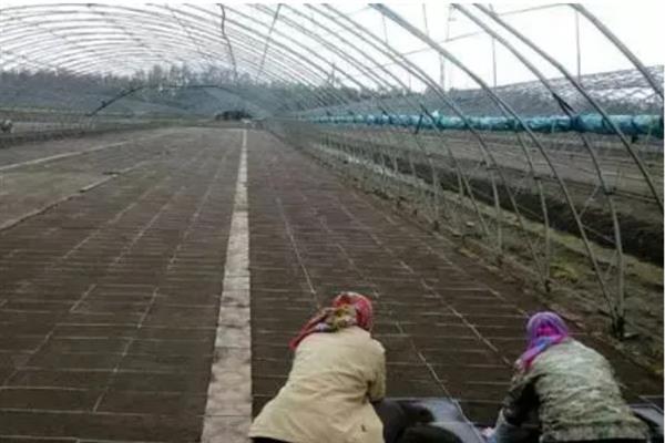 水稻育苗怎么确定播种量，要从季节、秧龄、播种方式等方面去考虑