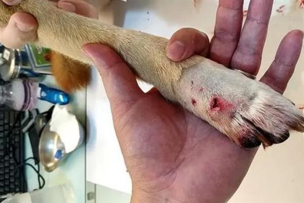 狗狗打架时被咬伤了如何处理，用生理盐水清洗伤口并涂抹碘伏可防止感染