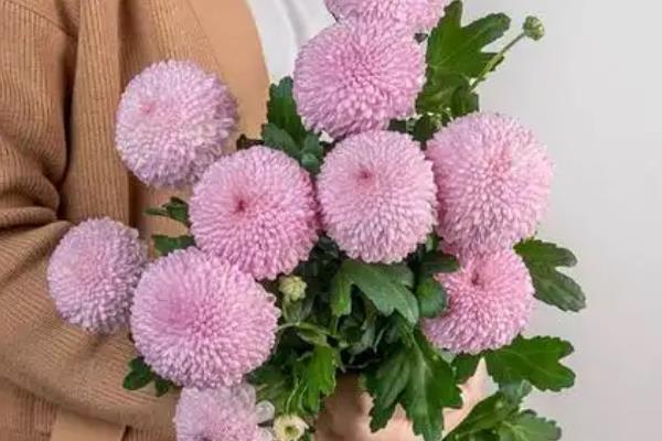 乒乓菊的颜色分别有什么花语，寓意纯洁无瑕、活泼天真等