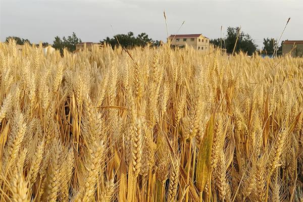 小麦会经过哪些生长阶段，会逐一经历出苗、分蘖、越冬等过程