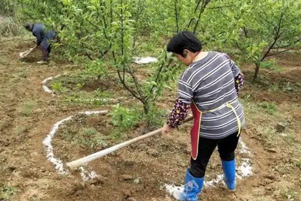 施复合肥有哪些注意事项，高浓度复合肥主要用在经济作物上