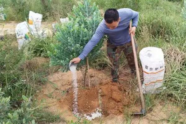 施复合肥有哪些注意事项，高浓度复合肥主要用在经济作物上