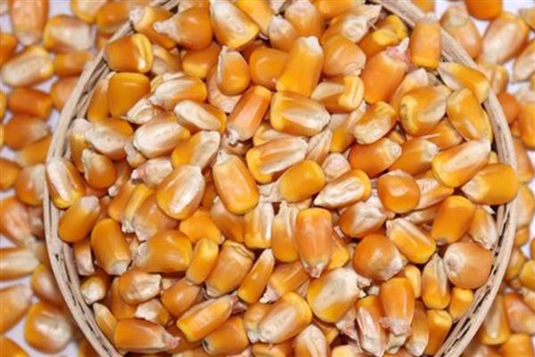 玉米高产栽培方法，花粒期增施磷钾肥可提高灌浆能力