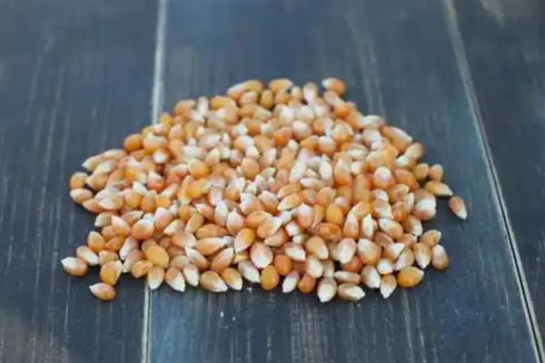 玉米高产栽培方法，花粒期增施磷钾肥可提高灌浆能力