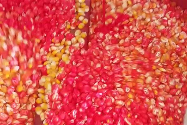 玉米高产栽培方法，花粒期增施磷钾肥可提高灌浆能力