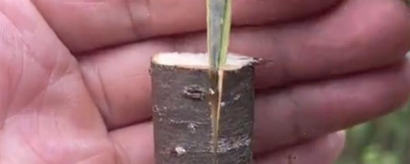 大树怎么进行插皮嫁接，将接穗插入皮层中再捆绑保鲜膜