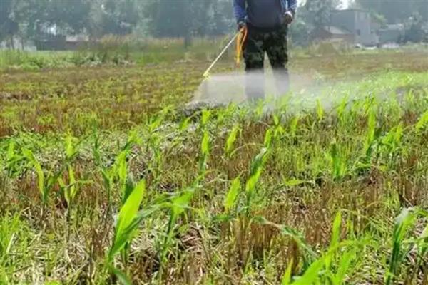 玉米高产栽培方法，花粒期增施磷钾肥可提高灌浆能力