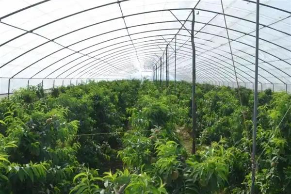 桃树的种植方法，将树苗栽入土穴中后要覆土压实并浇足水