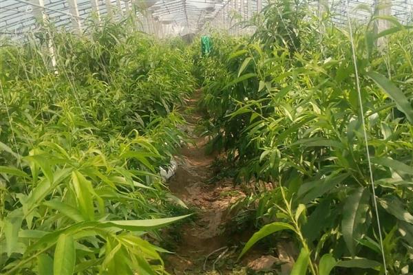 桃树的种植方法，将树苗栽入土穴中后要覆土压实并浇足水