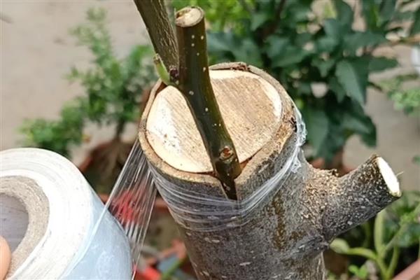 大树怎么进行插皮嫁接,将接穗插入皮层中再捆绑保鲜膜