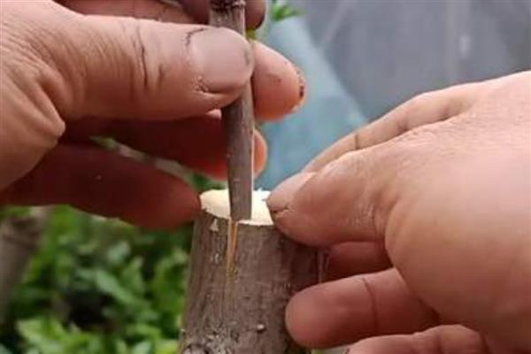 大树怎么进行插皮嫁接,将接穗插入皮层中再捆绑保鲜膜