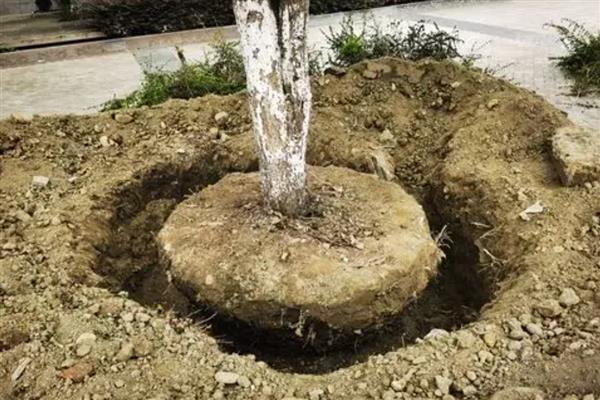 大树怎么进行插皮嫁接,将接穗插入皮层中再捆绑保鲜膜