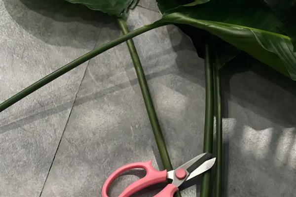 鹤望兰叶子发黄开裂如何处理，可增加光照并换土处理