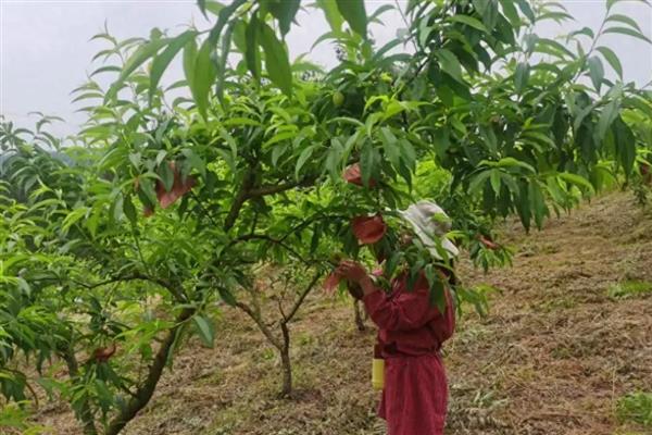 桃树的种植方法，将树苗栽入土穴中后要覆土压实并浇足水