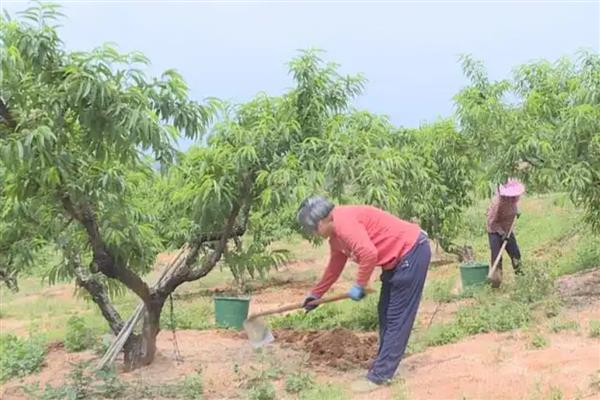 桃树的种植方法，将树苗栽入土穴中后要覆土压实并浇足水