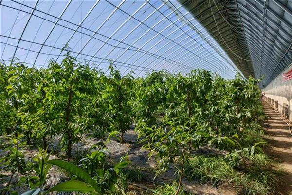 桃树的种植方法，将树苗栽入土穴中后要覆土压实并浇足水
