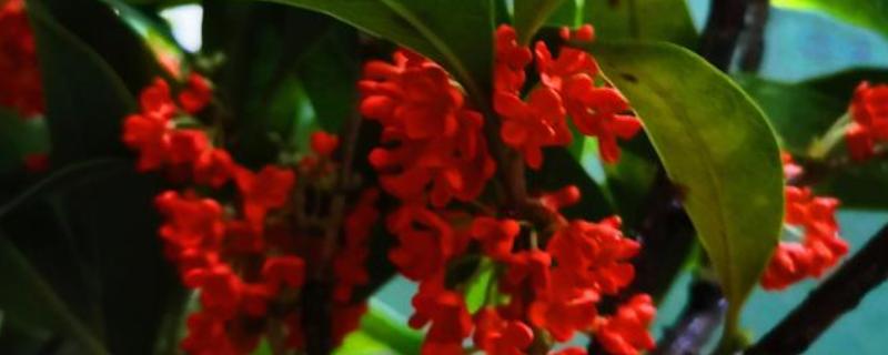 状元红桂花是不是四季桂，属于丹桂里面的一个品种