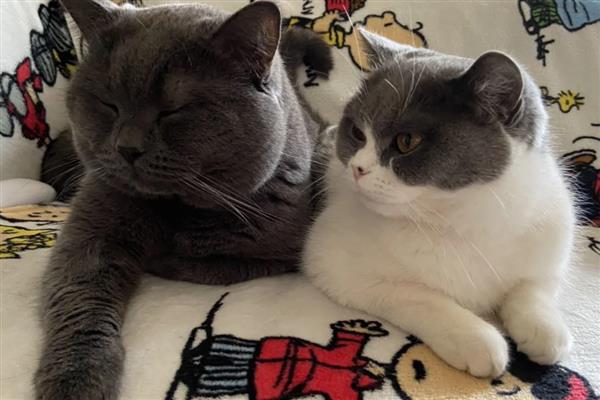 哪些人容易被猫咪抓伤，常见的有新人、小孩等