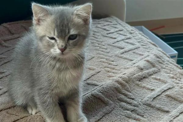 哪些人容易被猫咪抓伤，常见的有新人、小孩等