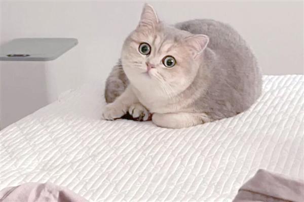 哪些人容易被猫咪抓伤，常见的有新人、小孩等